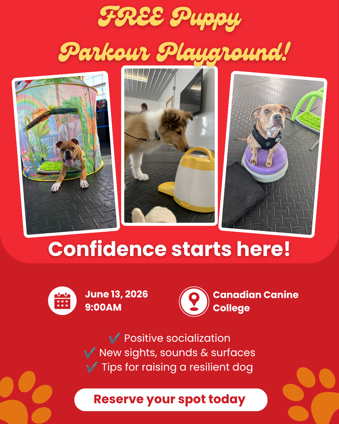FREE Puppy Parkour Playground!