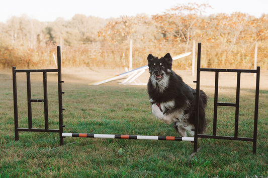 Agility Lessons