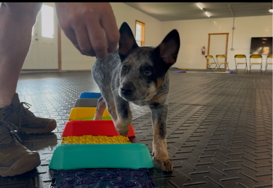 Puppy Pre-School