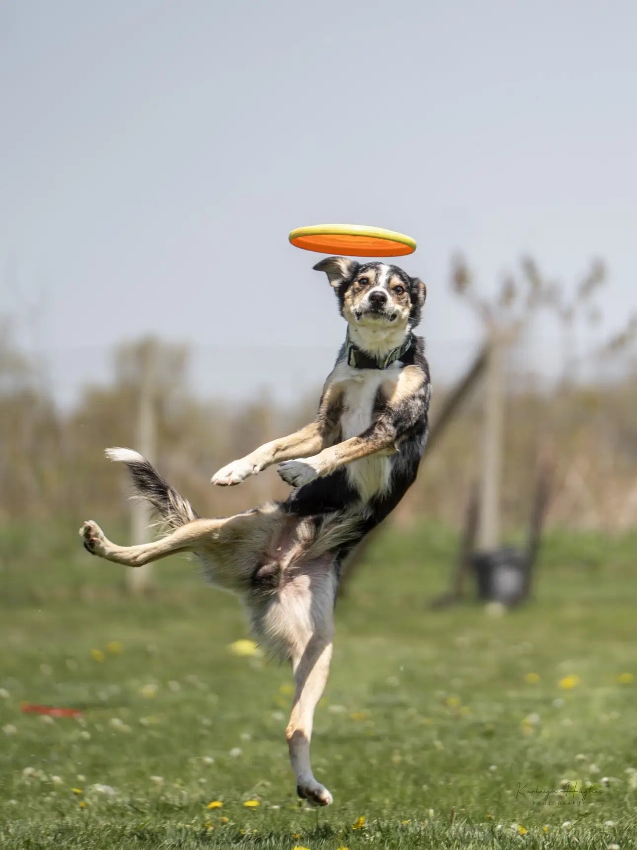 UpDog Disc Trial (Pandemonium in Motion Disc Dog Club)