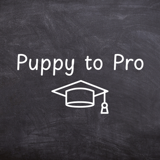 Puppy to Pro: The Ultimate Starter Package